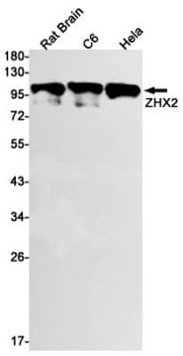 Western Blot: ZHX2 Antibody (S01-9B5) [NBP3-19524]