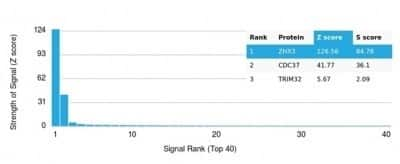 Protein Array: ZHX3 Antibody (PCRP-ZHX3-1D11)Azide and BSA Free [NBP3-14225]