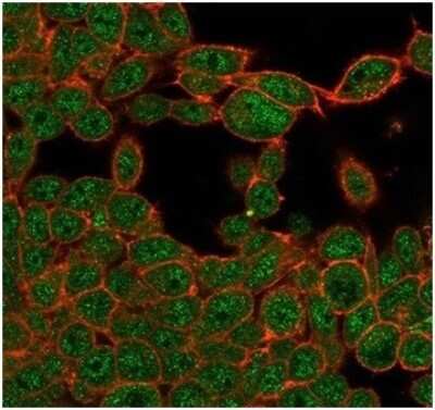 Immunocytochemistry/ Immunofluorescence: ZHX3 Antibody (PCRP-ZHX3-1G3) [NBP3-13889]