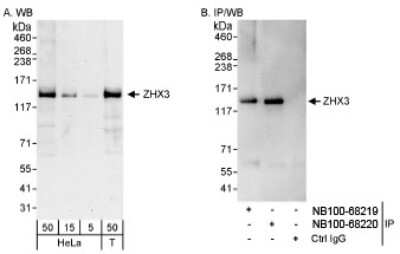 Western Blot: ZHX3 Antibody [NB100-68219]