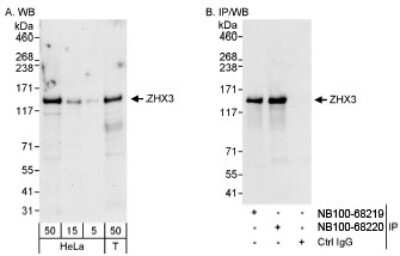 Western Blot: ZHX3 Antibody [NB100-68220]