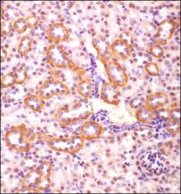 Immunohistochemistry: ZIC1 Antibody - BSA Free [NB600-488]