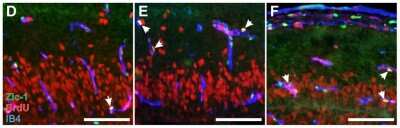 Immunohistochemistry-Paraffin: ZIC1 Antibody - BSA Free [NB600-488]