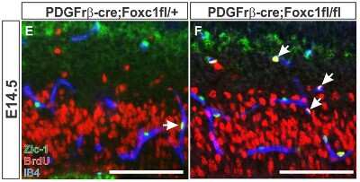Immunohistochemistry-Paraffin: ZIC1 Antibody - BSA Free [NB600-488]