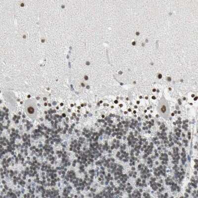 Immunohistochemistry-Paraffin: ZIC1 Antibody [NBP1-86833]
