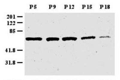 Western Blot: ZIC1 AntibodyBSA Free [NB600-488]