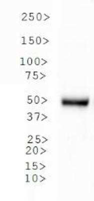 Western Blot: ZIC1 AntibodyBSA Free [NB600-488]