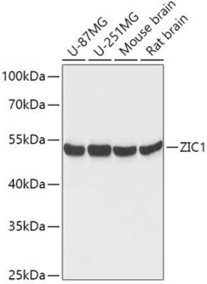 Western Blot: ZIC1 AntibodyAzide and BSA Free [NBP2-94229]