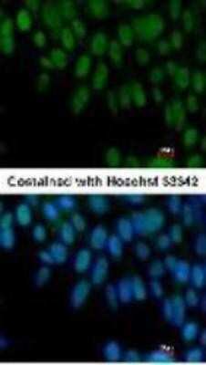 Immunocytochemistry/ Immunofluorescence: ZIC3 Antibody [NBP1-33207]