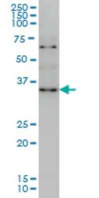 Western Blot: ZIC4 Antibody (3A2) [H00084107-M09]