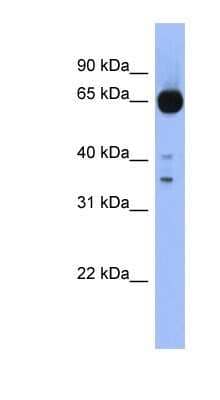 Western Blot: ZIC4 Antibody [NBP1-80376]