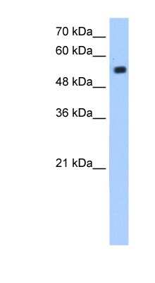 Western Blot: ZIK1 Antibody [NBP1-79356]