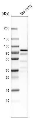 Western Blot: ZKSCAN1 Antibody [NBP1-81346]