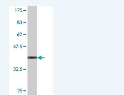 Western Blot: ZKSCAN3 Antibody (2A1) [H00080317-M09]