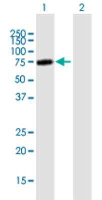 Western Blot: ZKSCAN3 Antibody [H00080317-B01P-50ug]