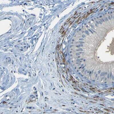 Immunohistochemistry-Paraffin: ZMAT1 Antibody [NBP1-81375]