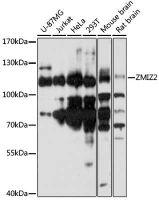 Western Blot: ZMIZ2 AntibodyAzide and BSA Free [NBP2-93245]