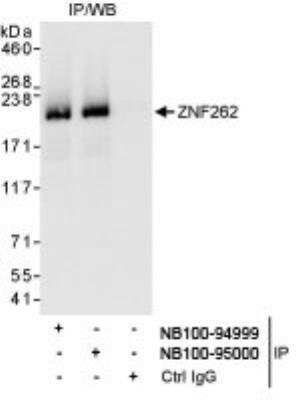 Immunoprecipitation: ZMYM4 Antibody [NB100-95000]