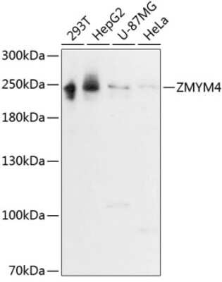 Western Blot: ZMYM4 AntibodyAzide and BSA Free [NBP2-94676]