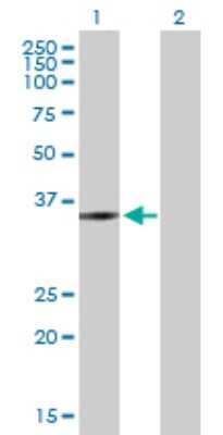 Western Blot: ZMYND12 Antibody [H00084217-B01P]