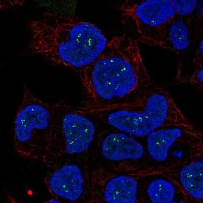 Immunocytochemistry/ Immunofluorescence: ZNDR1 Antibody [NBP2-69057]