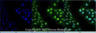 Immunocytochemistry/ Immunofluorescence: ZNF10 Antibody - BSA Free [NBP2-59679]