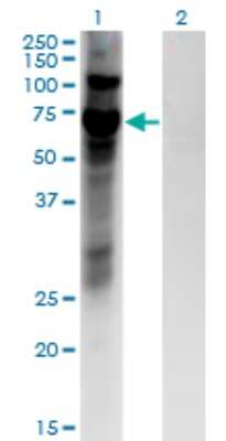 Western Blot: ZNF10 Antibody (1E1) [H00007556-M03]