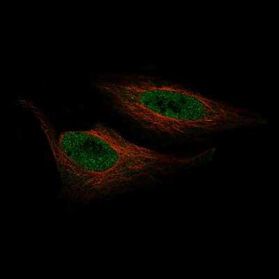 Immunocytochemistry/ Immunofluorescence: ZNF10 Antibody (CL9744) [NBP2-88939]