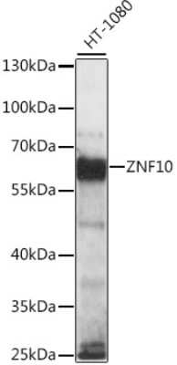 Western Blot: ZNF10 AntibodyAzide and BSA Free [NBP2-93518]