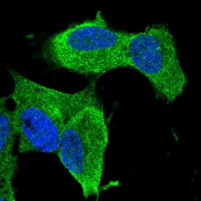 Immunocytochemistry/ Immunofluorescence: ZNF117 Antibody [NBP2-58420]