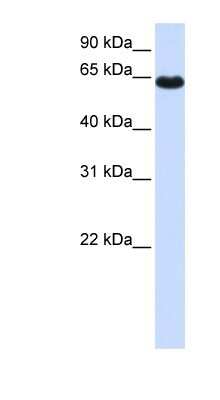 Western Blot: ZNF117 Antibody [NBP1-79242]