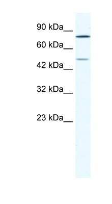 Western Blot: ZNF12 Antibody [NBP1-80276]