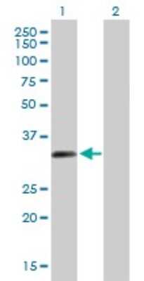 Western Blot: ZNF124 Antibody [H00007678-B01P]