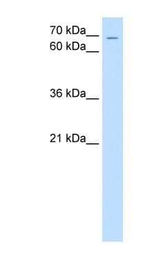 Western Blot: ZNF131 Antibody [NBP1-79228]