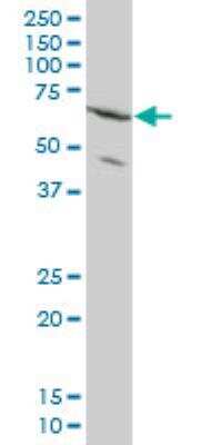 Western Blot: ZNF133 Antibody (1C6) [H00007692-M01]