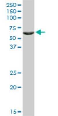 Western Blot: ZNF133 Antibody (1C6) [H00007692-M01]