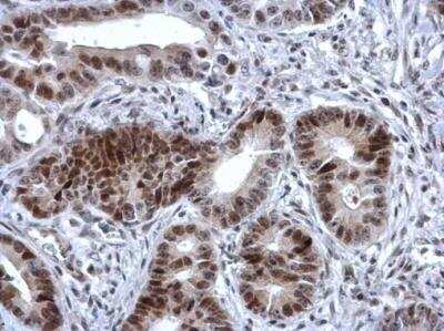 Immunohistochemistry-Paraffin: ZNF133 Antibody [NBP2-20963]