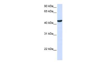 Western Blot: ZNF134 Antibody [NBP2-86400]