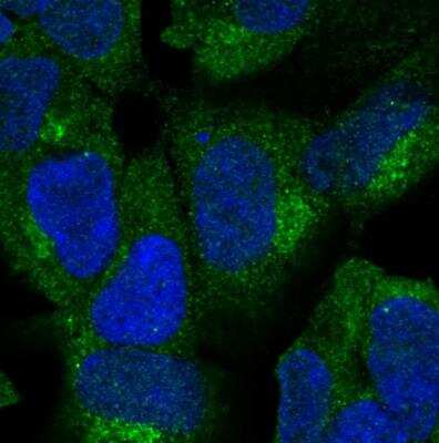 Immunocytochemistry/ Immunofluorescence: ZNF135 Antibody [NBP1-80913]
