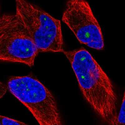 Immunocytochemistry/ Immunofluorescence: ZNF136 Antibody [NBP2-58400]