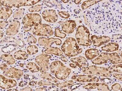 Immunohistochemistry-Paraffin: ZNF140 Antibody [NBP2-97821]