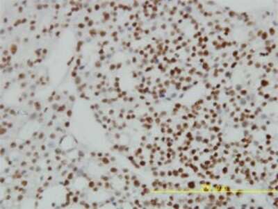 Immunohistochemistry-Paraffin: ZNF143 Antibody (2B4) [H00007702-M01]