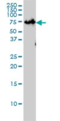 Western Blot: ZNF143 Antibody (2B4) [H00007702-M01]