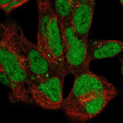 Immunocytochemistry/ Immunofluorescence: ZNF143 Antibody [NBP2-57806]