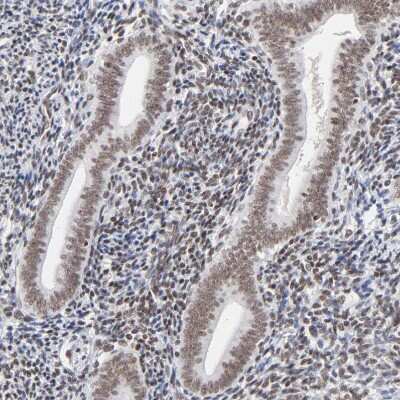 Immunohistochemistry-Paraffin: ZNF143 Antibody [NBP1-87278]