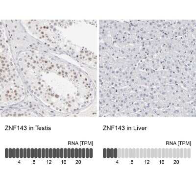 Immunohistochemistry-Paraffin: ZNF143 Antibody [NBP1-87278]