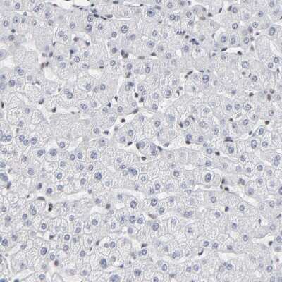 Immunohistochemistry-Paraffin: ZNF143 Antibody [NBP1-87278]