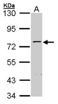 Western Blot: ZNF143 Antibody [NBP1-32104]