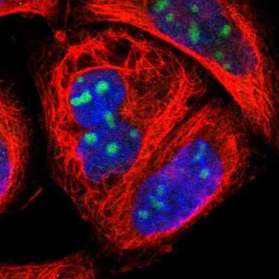 Immunocytochemistry/ Immunofluorescence: ZNF146 Antibody [NBP1-80968]