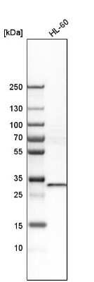 Western Blot: ZNF146 Antibody [NBP1-80968]